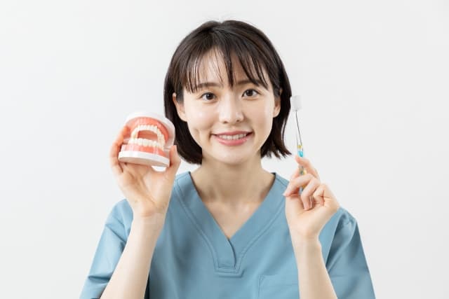 歯の模型を持つ女性